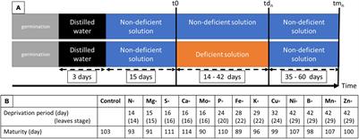 Transient Nutrient Deficiencies in Pea: Consequences on Nutrient Uptake, Remobilization, and Seed Quality